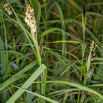 Carex riparia Plante entière