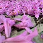 Handroanthus impetiginosus Blüte