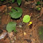 Begonia potamophila