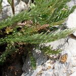 Achillea asiatica Blatt