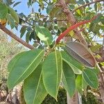Ficus elastica পাতা