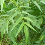 Datisca cannabina Leaf