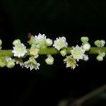 Gouania hypoglauca Flower