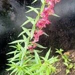 Angelonia biflora Hoja