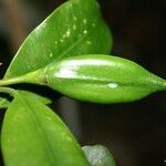 Planchonella mandjeliana Hoja