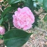 Camellia japonicaപുഷ്പം