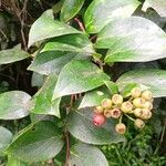 Vaccinium racemosum ഫലം