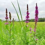 Lythrum salicaria Alkat (teljes növény)