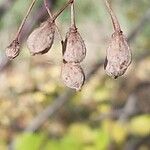 Tilia mandshurica Fruto
