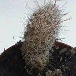 Mammillaria pottsii Casca