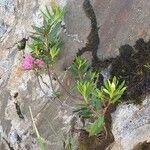 Rhododendron ferrugineumFlower