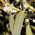 Eucalyptus globulus List