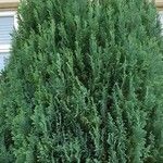 Juniperus chinensis Leaf