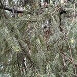 Picea breweriana Folha