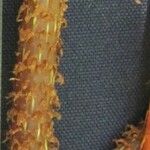 Begonia urophylla Frukto