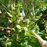 Nicotiana tabacum Плод