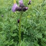 Cirsium appendiculatum