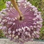Allium polyanthum ফুল