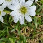 Cerastium julicum Flower