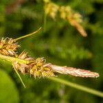 Carex pilulifera ഫലം