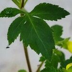 Calceolaria tripartita Leaf