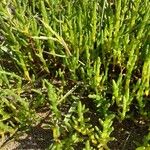 Salicornia europaea ഇല