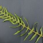 Dryopteris oreades Anders