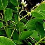 Dalbergia melanoxylon Цвят