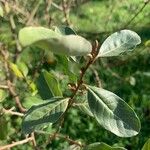 Elaeagnus multiflora 叶