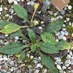 Pulmonaria helvetica Leaf