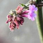 Verbena bonariensis ᱵᱟᱦᱟ