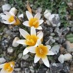 Romulea bulbocodium Kwiat