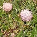 Cirsium foliosum Flower