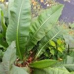 Rumex hydrolapathum Leaf