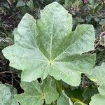 Malva arborea Yaprak