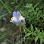 Linaria verticillata Blüte