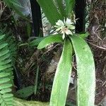 Prosthechea chacaoensis Leaf