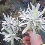 Helichrysum orientale Лист