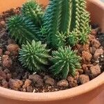Euphorbia susannae Feuille