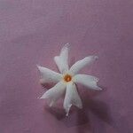 Nyctanthes arbor-tristis Květ