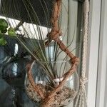 Tillandsia juncea 葉