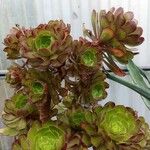 Aeonium simsii Blatt