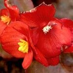 Begonia boliviensis Прочее