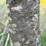 Sorbus aucuparia പുറംതൊലി