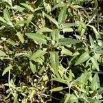 Salvia canariensis List