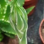 Aloe humilis Blüte