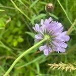 Scabiosa columbaria Цветок