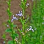 Lobelia inflata Flower