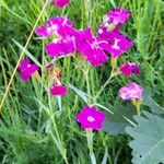 Dianthus carthusianorum عادت