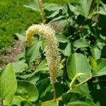 Saururus cernuus Blomst